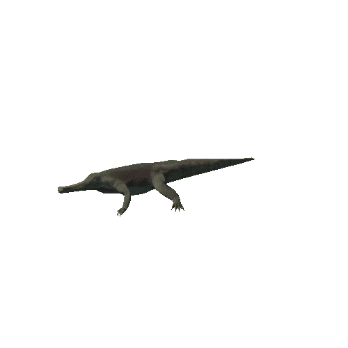 Machimosaurus Variation-3